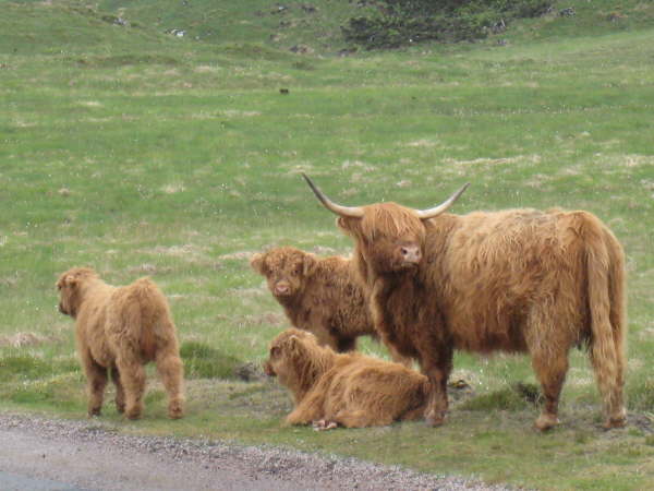 Highland cows on Mull