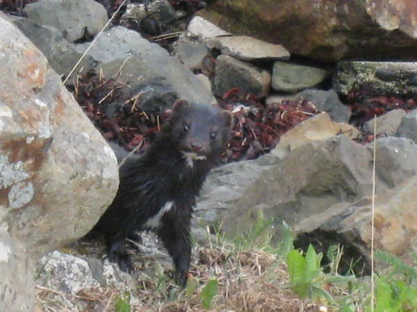 Mink on Mull
