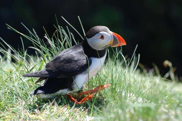 Puffin