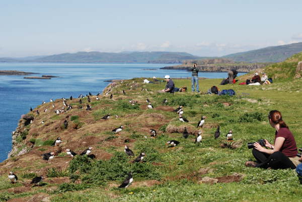 Peter in amongst the Puffins