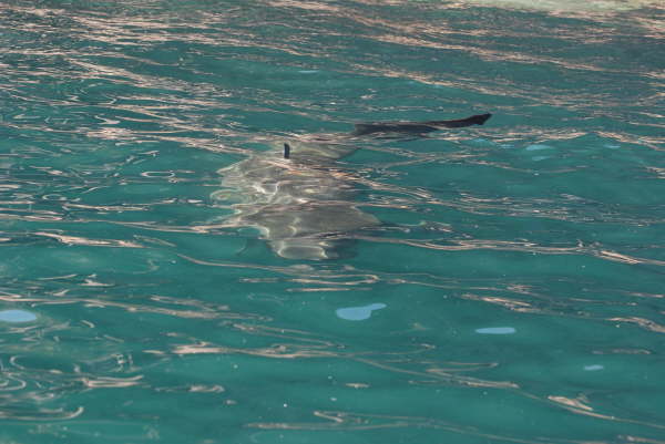 Basking Shark