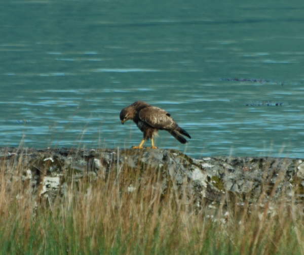 Buzzard