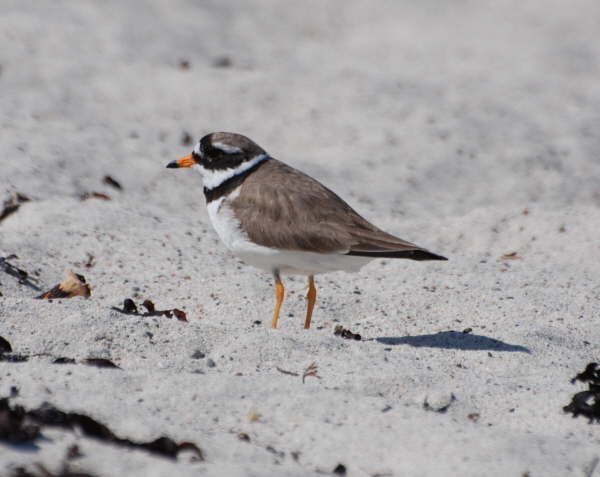Ringed Plover