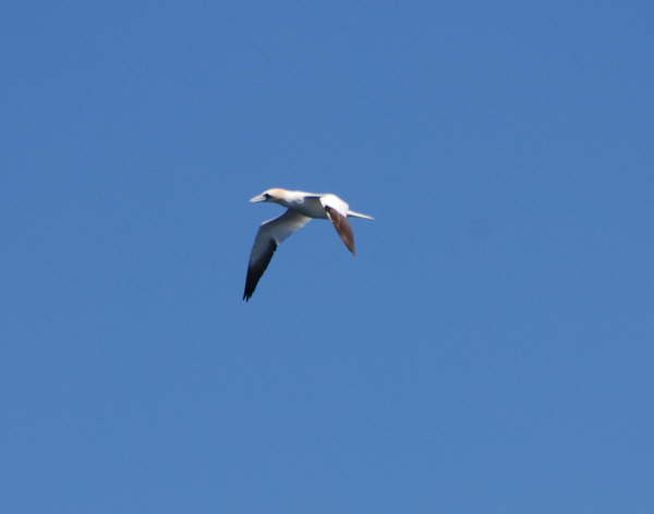 Gannet