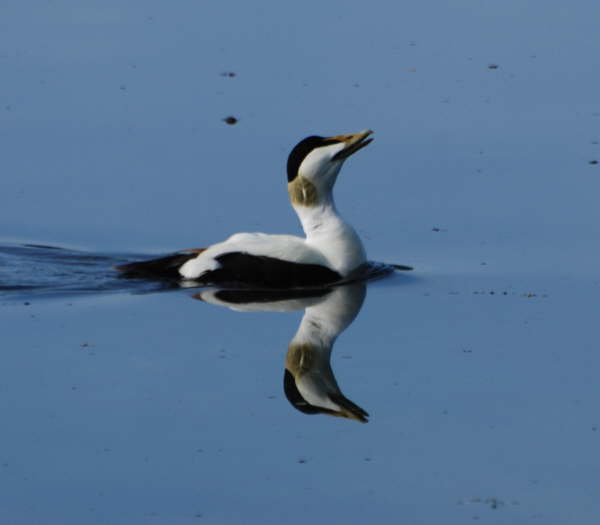 Eider
