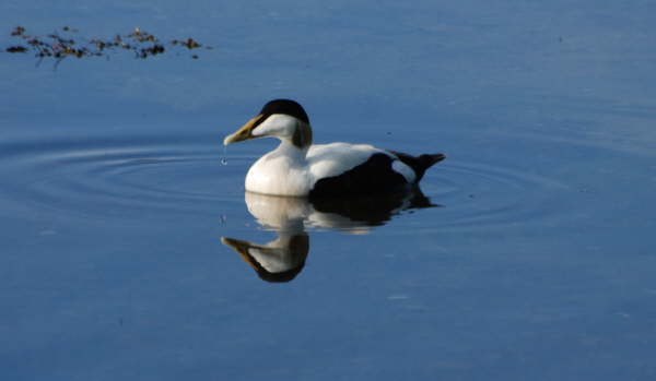 Eider