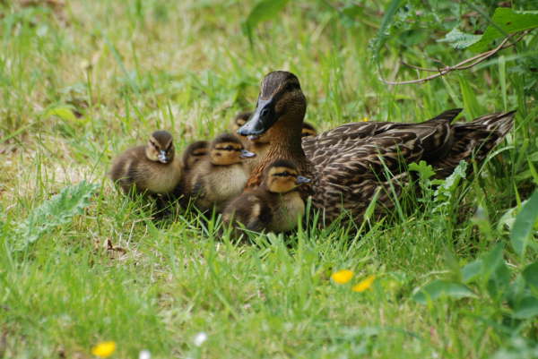Mother Mallard with her newly hatched chicks