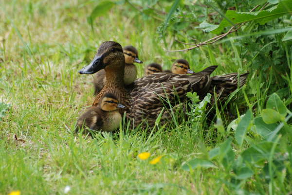 Mother Mallard with her newly hatched chicks