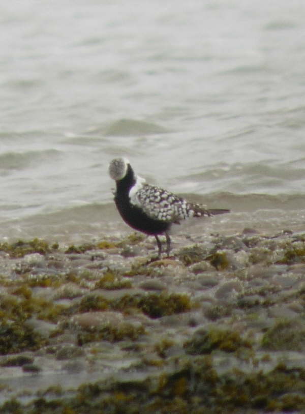 Grey Plover in breeding plumage