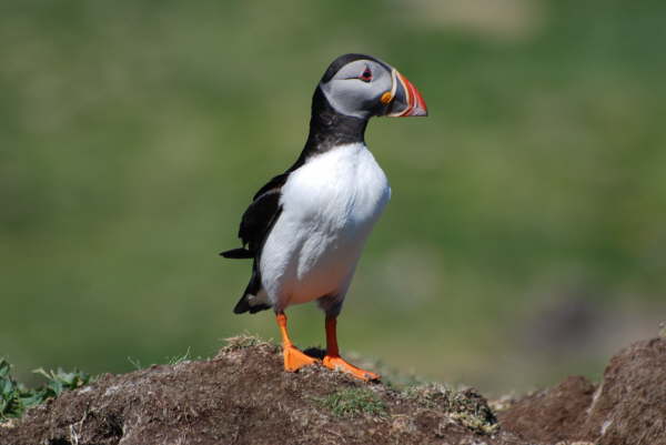 Puffin