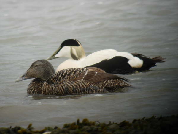 Pair of Eider 