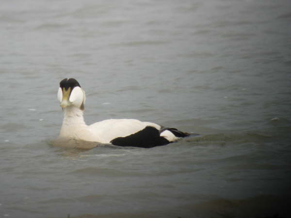 Eider