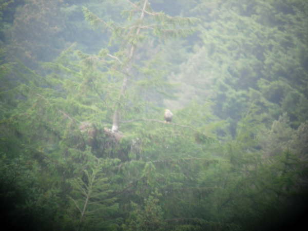 White tailed Eagle nest