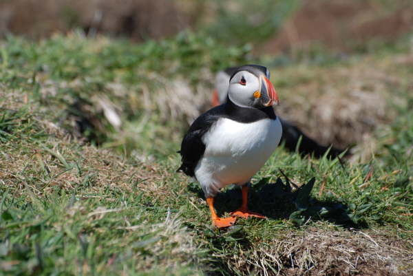 Puffin