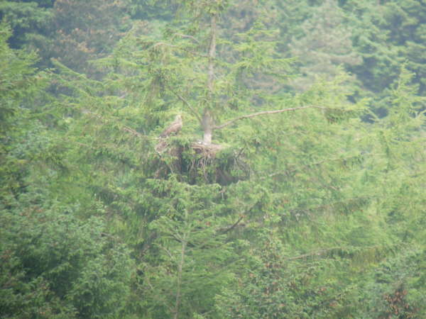 White Tailed Eagle Nest