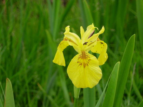 Flag Iris