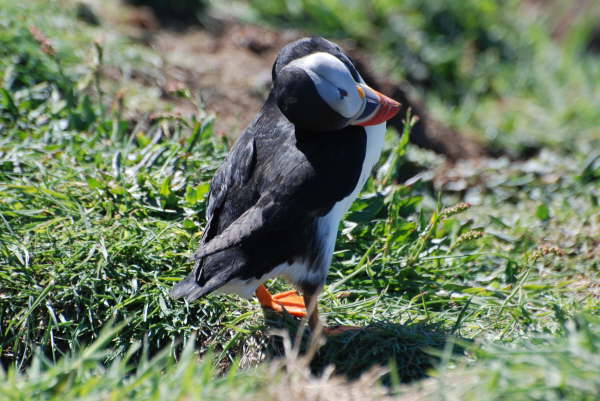 Puffin