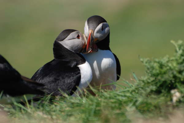 Puffins
