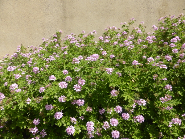 Scented geranium outside the Cathedral
