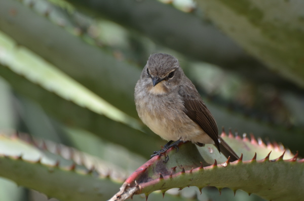 African Dusky Flycather