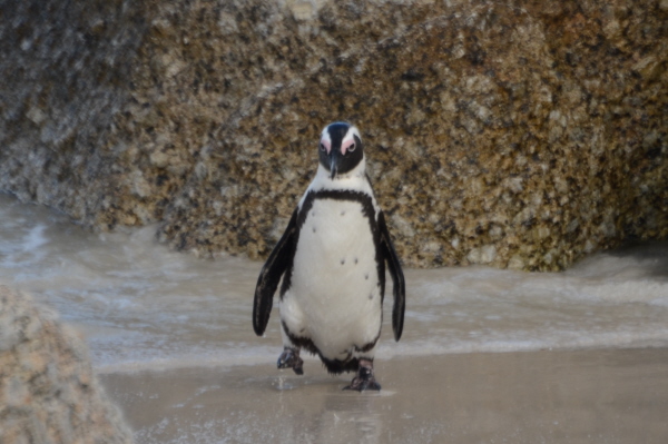 African Penguin