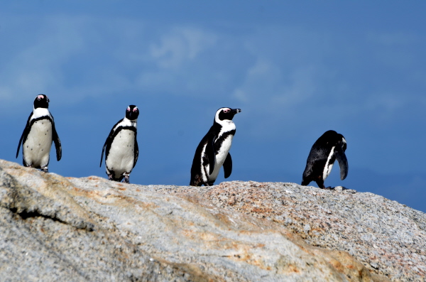 African Penguins