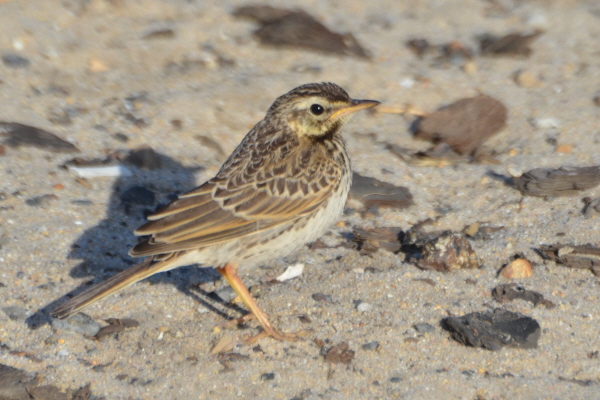 African Pipit