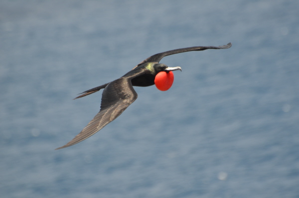 Ascension Frigatebird 