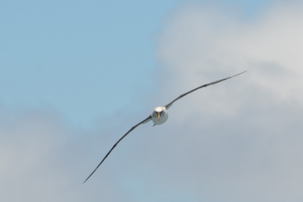 Atlantic Yellow-Nosed Albatross