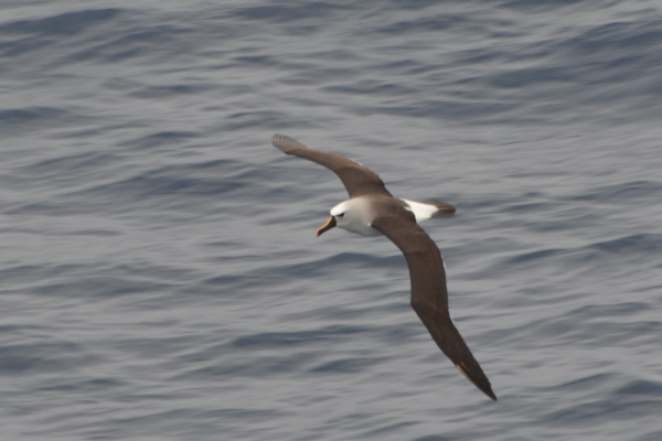 Atlantic Yellow-Nosed Albatross