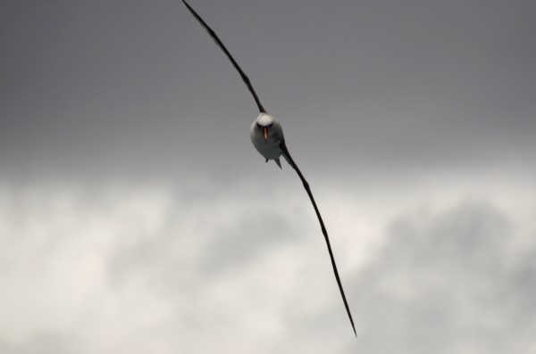 Atlantic Yellow-Nosed Albatross