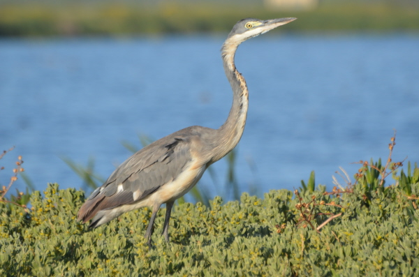 Black-headed Heron