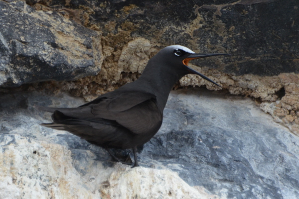 Black Noddy