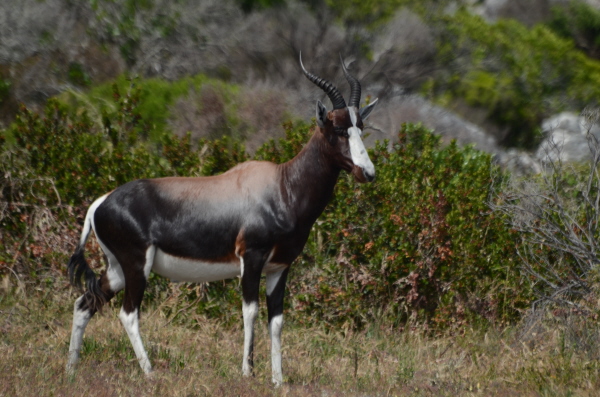 Bontebok