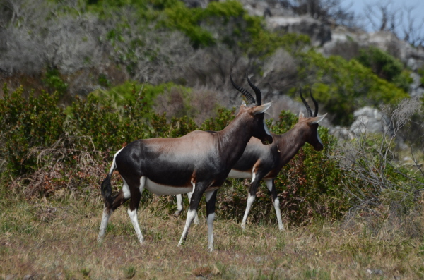 Bontebok 