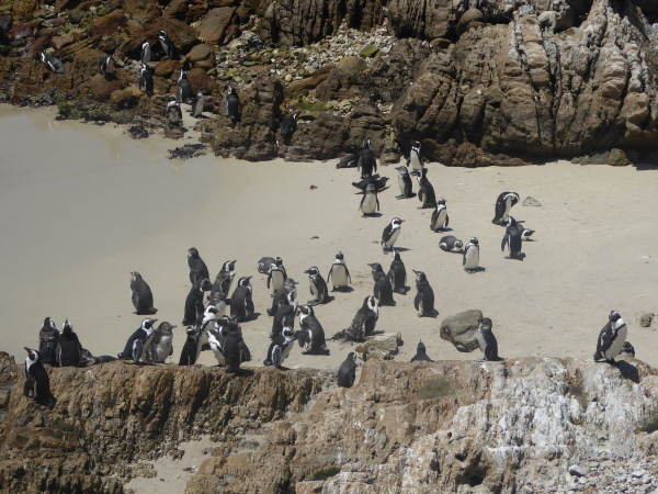 Boulders Beach