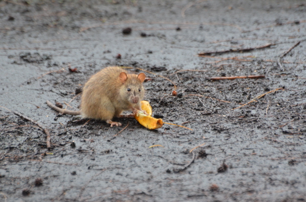 Brown Rat (Ascension Island)