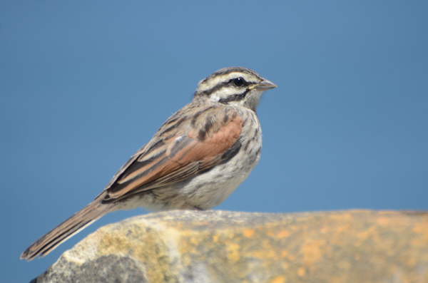 Cape Bunting