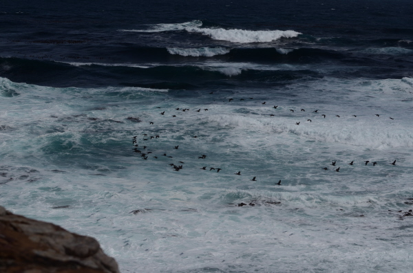 Cape Cormorants