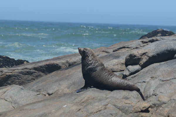 Cape Fur Seal