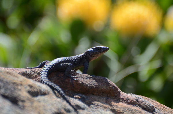 Cape Girdled Lizard