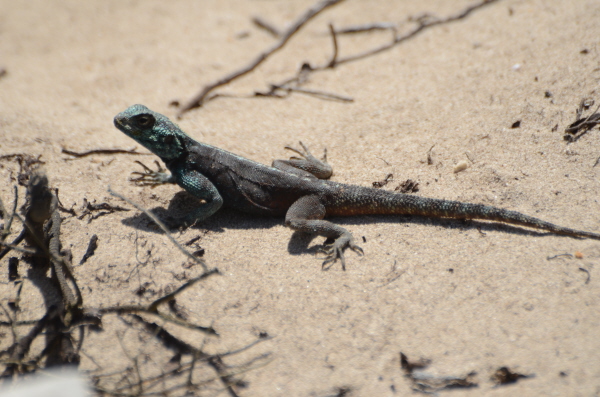 Cape Girdled Lizard