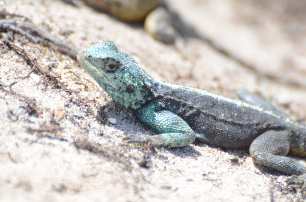 Cape Girdled Lizard