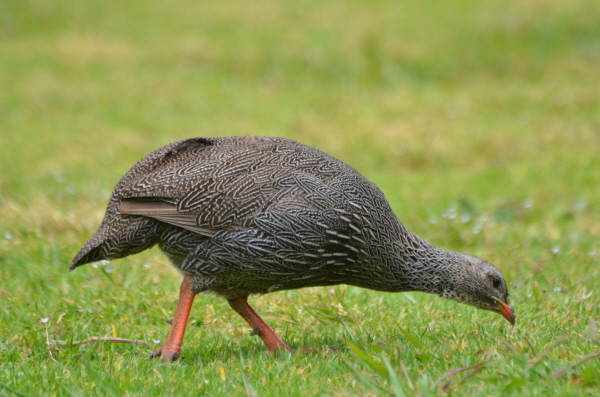 Cape Spurfowl