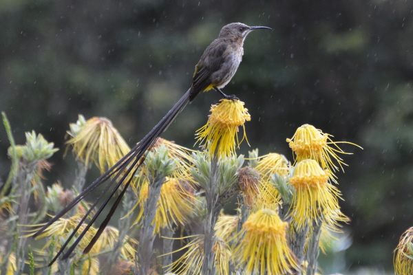 Cape Sugarbird