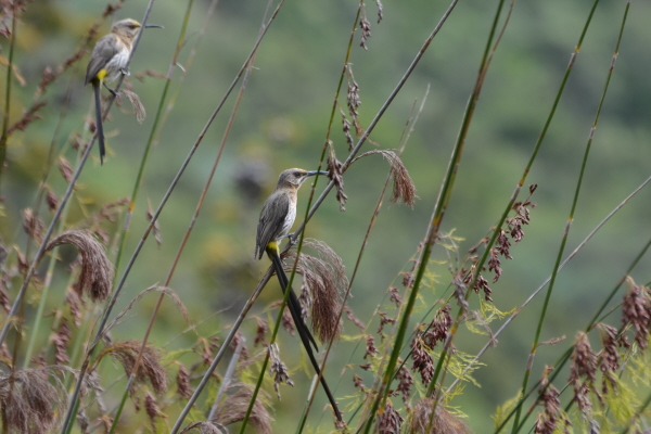 Cape Sugarbirds