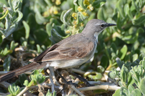 Cape Wagtail