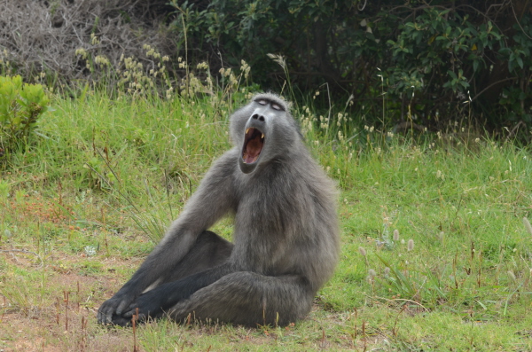 Chacma Baboon