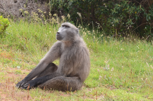Chacma Baboon