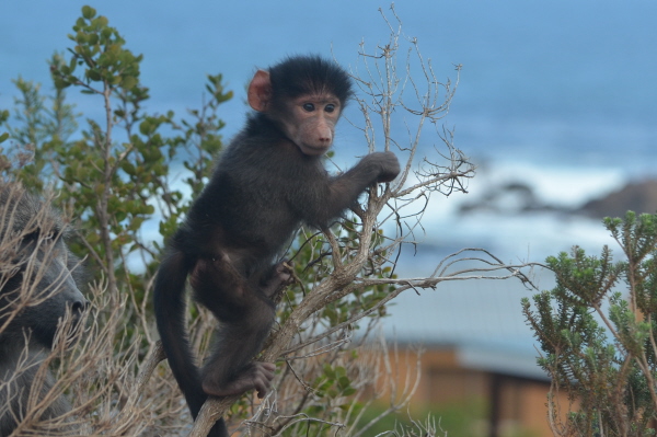 Chacma Baboon